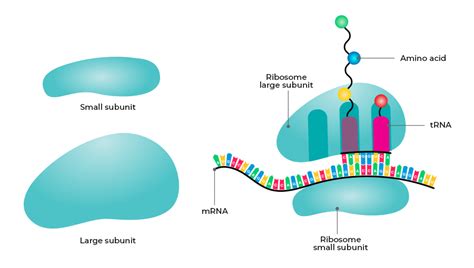 Ribosomes Class 11 Biology Geeksforgeeks