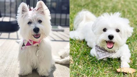 Westie Vs Maltese Breed Differences And Similarities