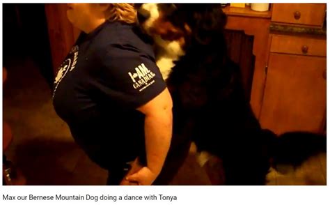 Max Our Bernese Mountain Dog Doing A Dance With Tonya Mountain Dogs