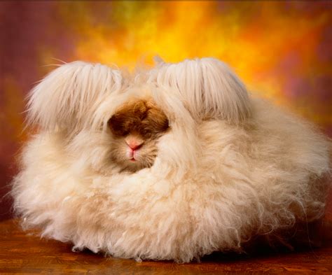 Photographer Captures The Wild And Woolly Wonders Of Angora Show Rabbits