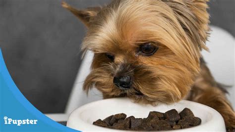 Look for premium animal proteins as the main ingredient with healthy fats and digestible carbohydrates. Best Dog Foods for Yorkies Reviews in 2021 [+ In-depth ...