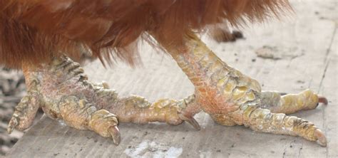 Early Signs Of Scaly Leg Mites And Treatment Options
