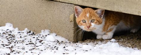 How To Care For A Feral Cat In The Winter Cat Lovster