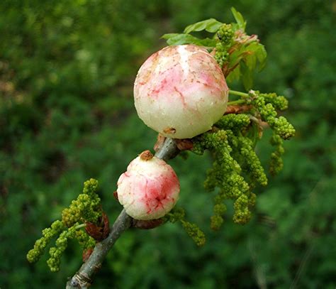 Oak Apple Gall Wasp Naturespot