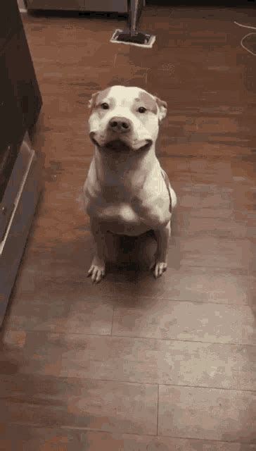 Pitbull Happy  Pitbull Happy Smiling Discover And Share S