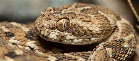 The Deadly Indian Saw Scaled Viper Critter Science