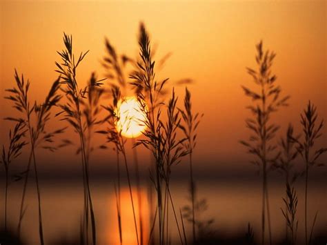 Sunset Sun Water Setting Reeds Lake Hd Wallpaper Peakpx