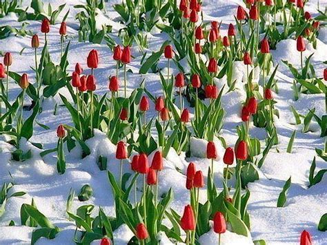Flower Winter Tulips Flowers Snow Frost Seasons Ice Blooms Flower