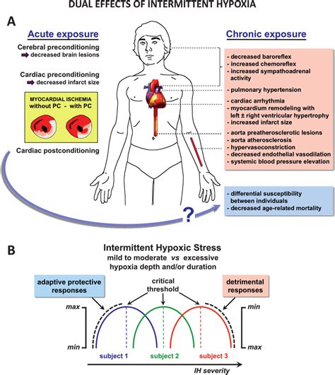 Dual Effects Of Intermittent Hypoxia A According To The Severity And