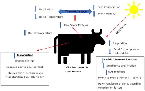 Frontiers Impact Of Heat Stress On Dairy Cattle And Selection