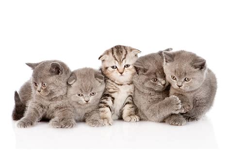 짧은 모피 회색 고양이 5 마리 고양이 솜털 폴드 스트라이프 Hd 배경 화면 Wallpaperbetter