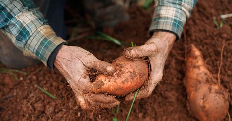 north carolina produces 60 of the country s sweet potatoes the crop is in trouble ecowatch