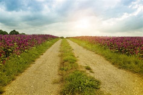 Pathway Between Fields Of Purple Flowers Stock Image Image Of Hill