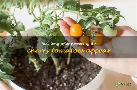 When To Expect The First Cherry Tomatoes After Flowering Shuncy