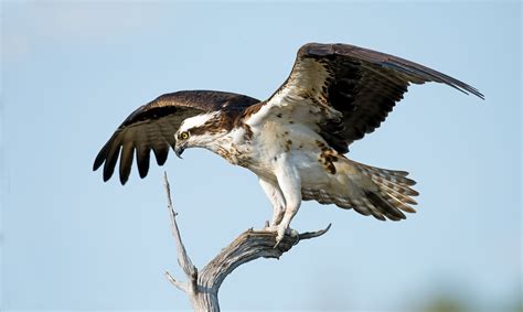 Now Resurgent Ospreys Once Faced An Uncertain Future Audubon