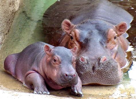 Mom And Baby Hippo Hippos Photo 24490340 Fanpop