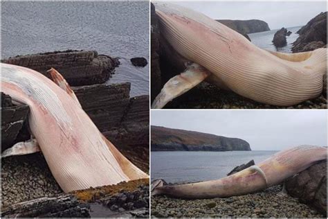 Giant Whale Carcass Over 20 Foot Long Washes Up On Donegal Beach After