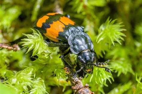 Sexton Beetle Nicrophorus Vespilloides 2560x1707 Oc Ranimalporn