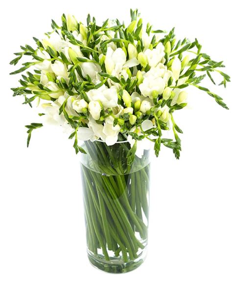 Check spelling or type a new query. Weekly Flower Delivery - Frequent Flowers - Freesias