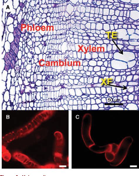 Figure 25 From The Plant Vascular System Evolution Development And