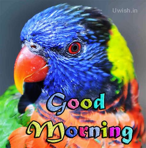 (i am having a good morning, and you?) Good Morning with a beautiful colorful parrot | Uwish ...
