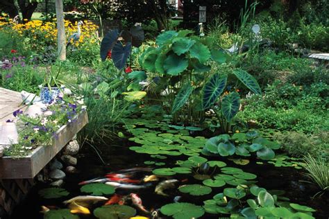 Plants For Ponds And Water Gardens Hgtv