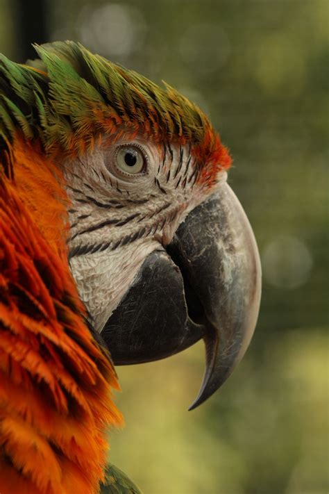 Pin By Joanne On Majestic Birds Parrot Pet Macaw Parrot