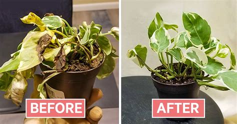 Maybe you would like to learn more about one of these? How to Revive a Plant - Cook It