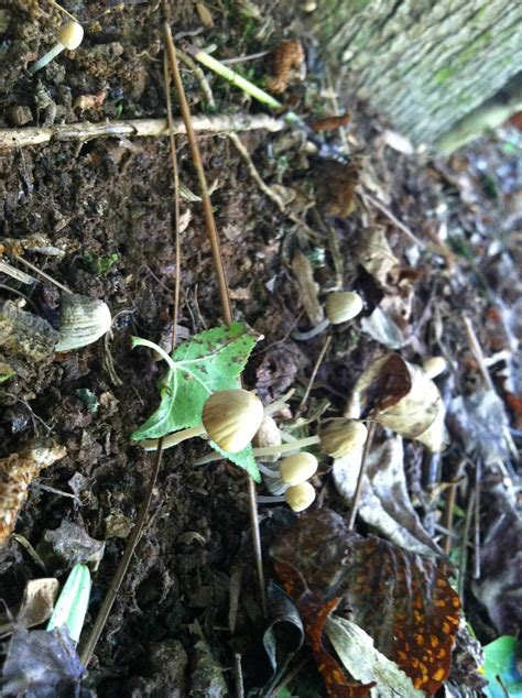 Georgia Finds Need Help With Id Mushroom Hunting And Identification