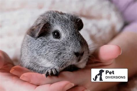 Exploring Costs How Much Does A Guinea Pig Pet Cost