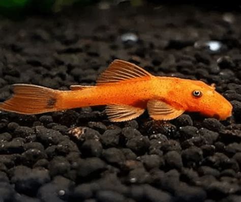 Super Red Bristlenose Catfish Ancistrus Sp 4cm Arcy Aquariums