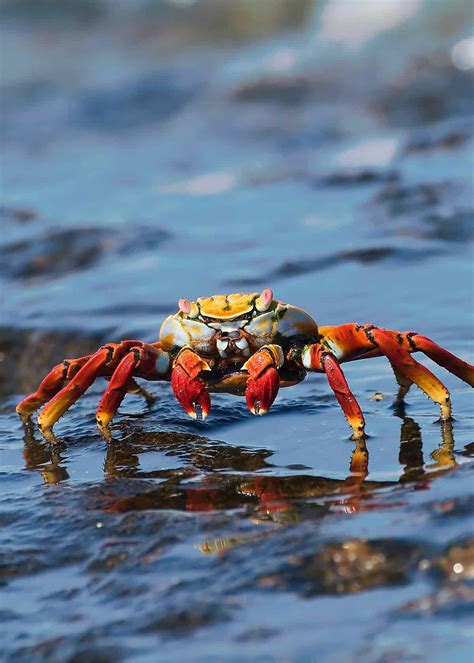 19 Galapagos Islands Animals Travelers Guide Facts Photos Videos Artofit
