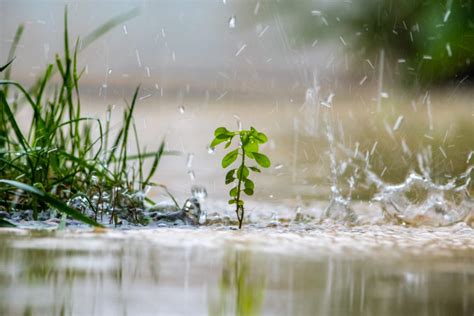 13 Essential Tips For Conserving Water In Your Garden