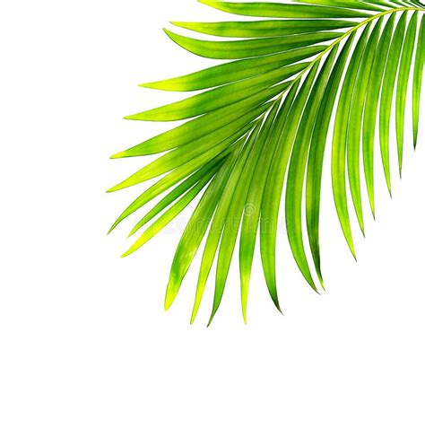 Green Leaves Of Palm Tree Isolated On White Background Stock Image Image Of Branch Leaves