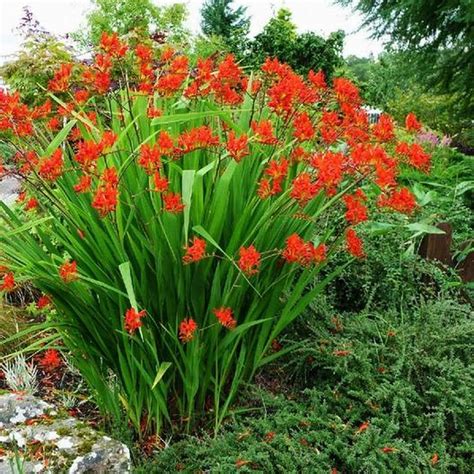 Crocosmia Lucifer Error Category Record Not Available Busy Bee