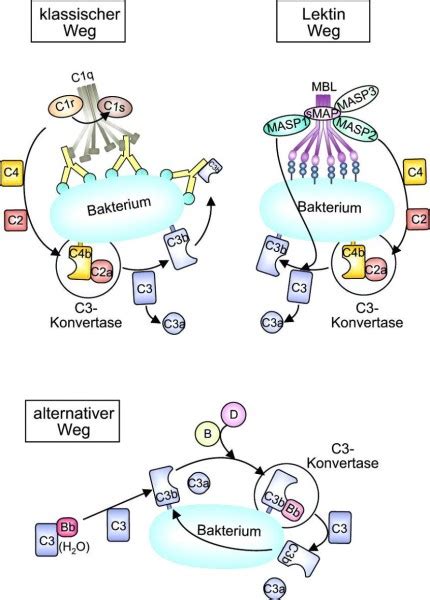 Der körper und das gesicht. Grundprinzipien des Immunsystems