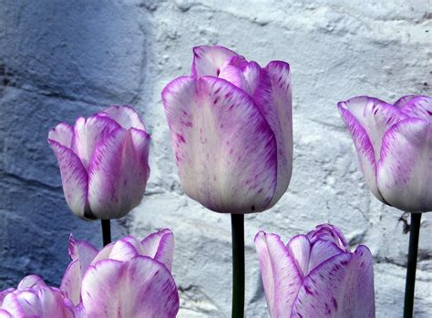 Purple And White Tulip Flowers Hd Wallpaper Wallpaper Flare
