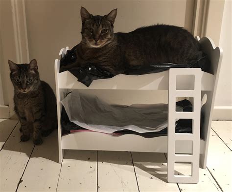 Bought A Bunk Bed For The Cats But Both Want The Top Bunk R