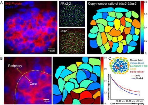 Spatial Profiling Of Single Islet Cells By The Ratio Of Gene Expression