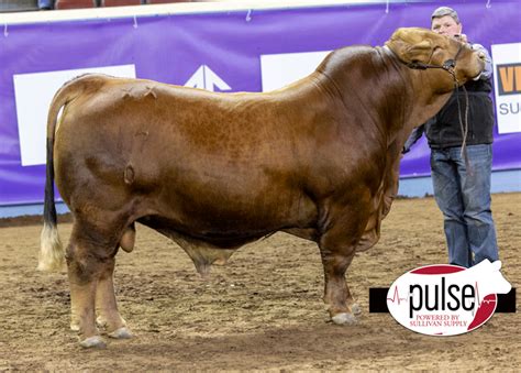 Cattlemens Congress Open Red Brangus Bulls The Pulse