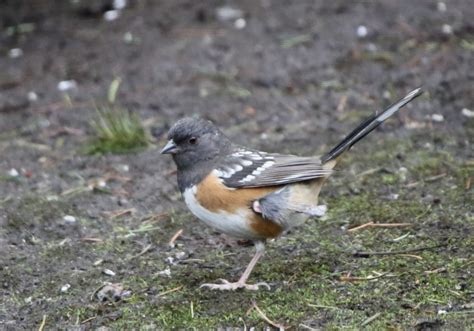 One Legged Spotted Towhee Feederwatch