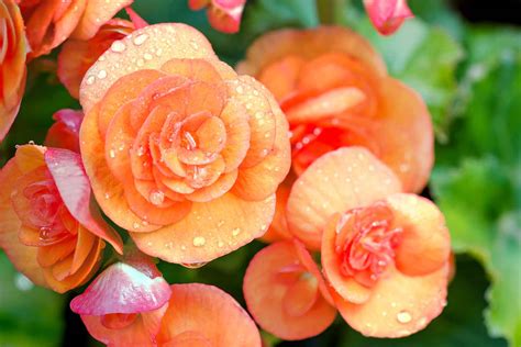 Begonias Three Essential Care Tips Better Homes And Gardens