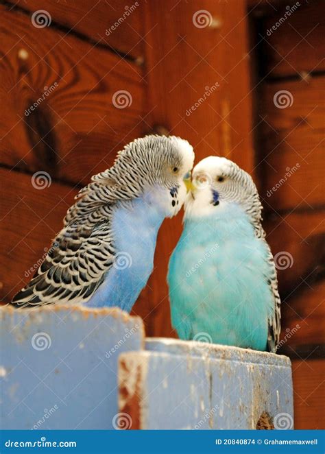Kissing Budgies Stock Photo Image Of Budgies Caged 20840874