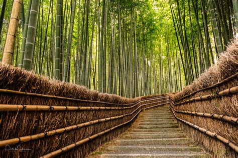 Arashiyama Bamboo Grove My Kyoto Photo