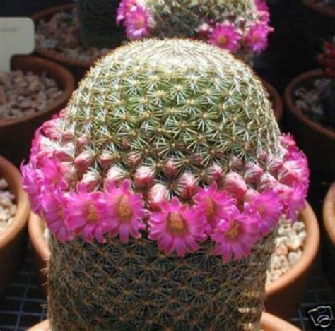 Mammillaria Matudae Exotic Pincushion Cacti Rare Cactus Seedling Seed