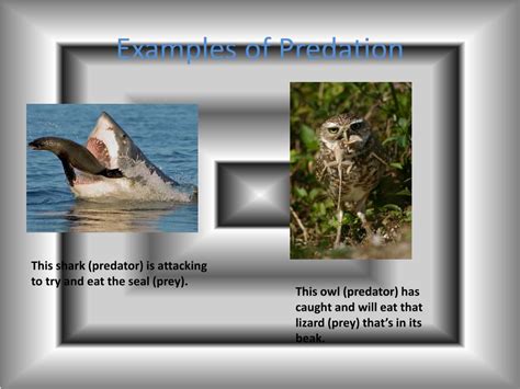 Ppt Organisms Interactions Powerpoint Presentation Free Download