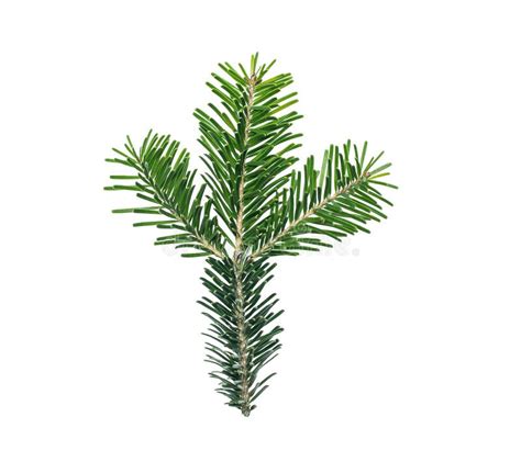 Green Fir Tree Spruce Branch With Needles Isolated On White Background