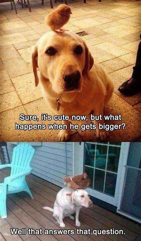 29 Puppers And Floofers To Brighten Your Day Funny Animal Jokes Animal Jokes Funny Dog Memes