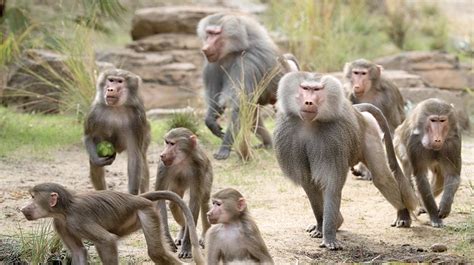Hamadryas Baboon Papio Hamadryas Facts Primates Park