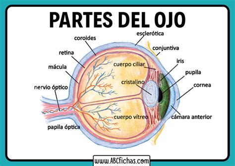 Anatomía Y Partes Del Ojo Humano Función Del Ojo
